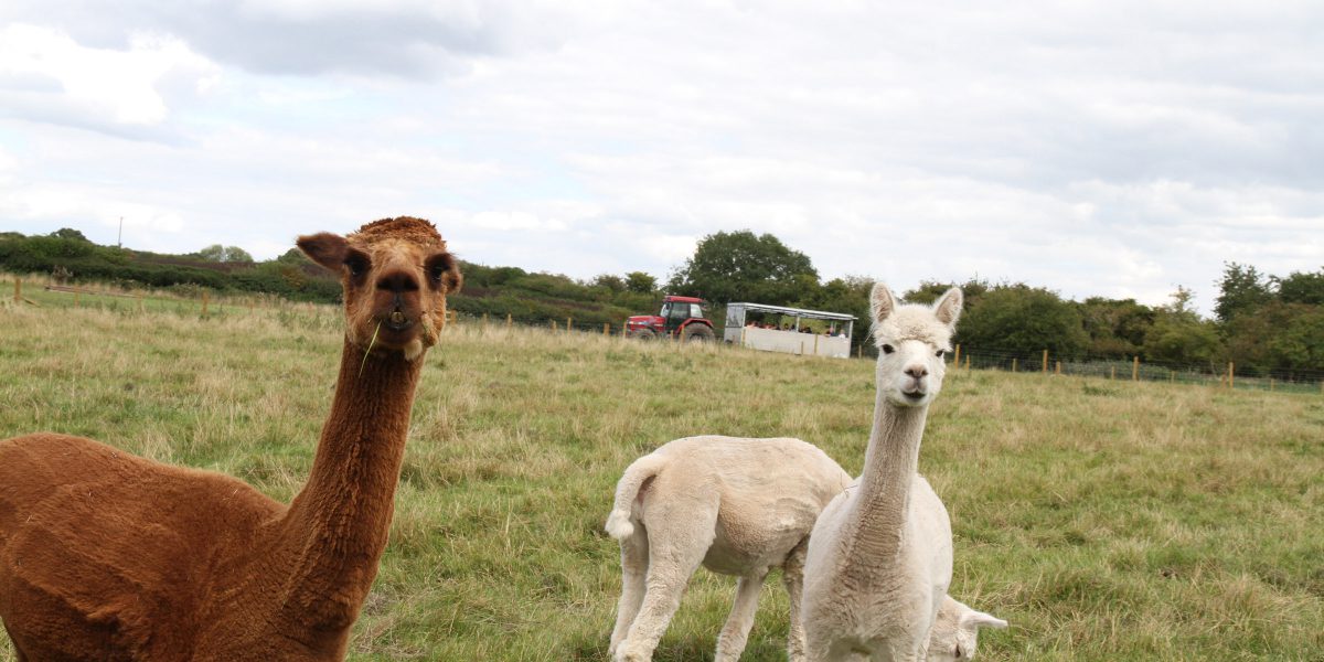 Tickets Amerton Farm