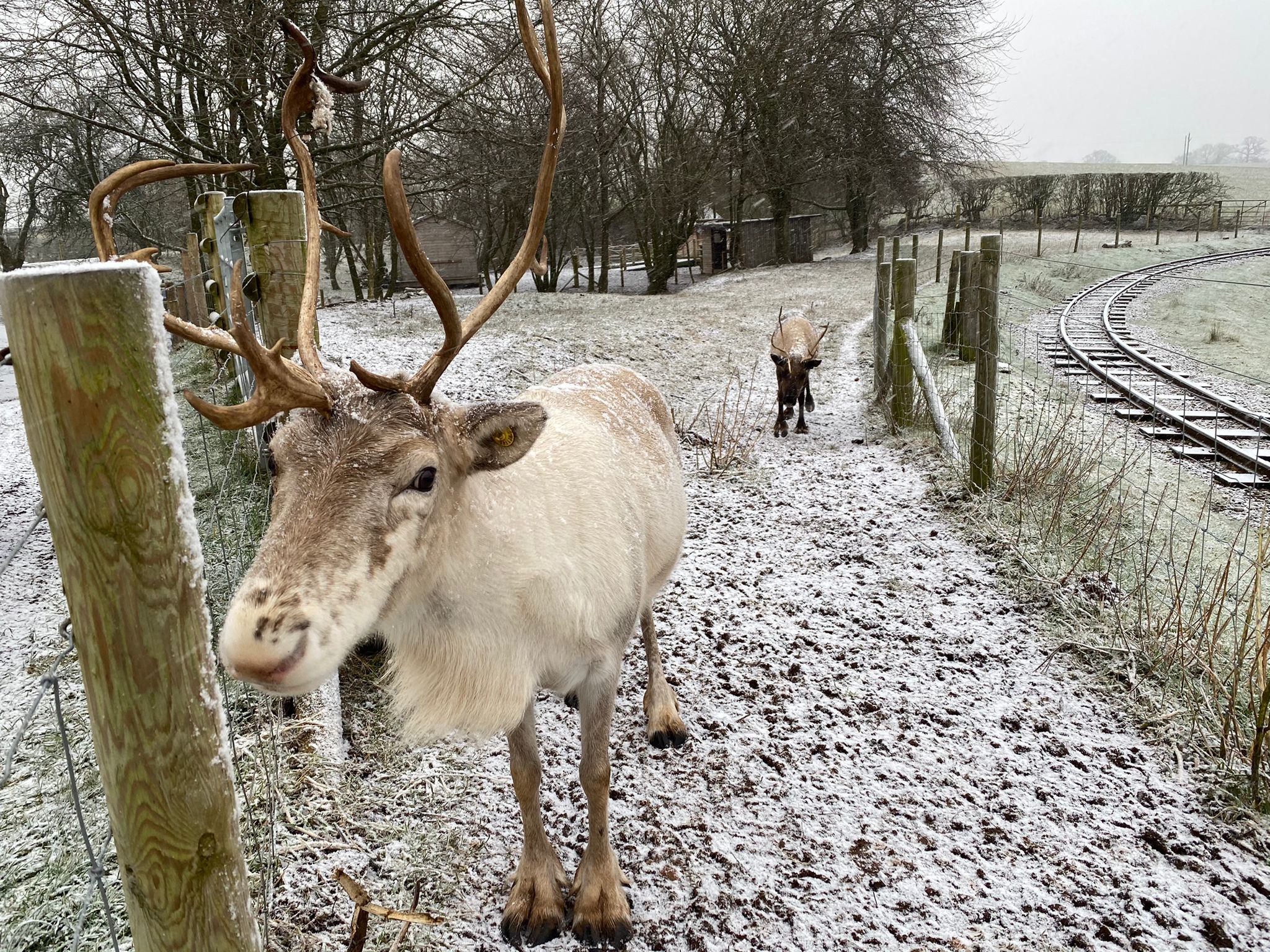 Christmas Reindeer Experience – Amerton Farm